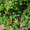 Punica granatum